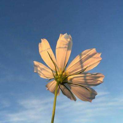 足球游戏下载手机版