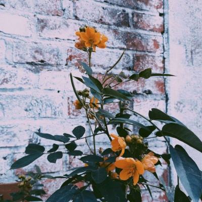 4949澳门免费资料大全下载手机版